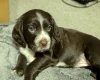 Sprocker Spaniel
