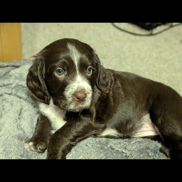 Sprocker Spaniel