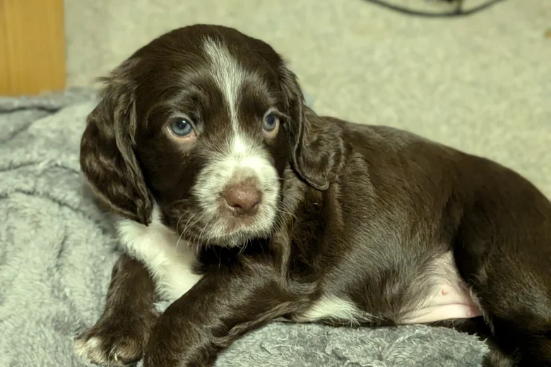 Sprocker Spaniel