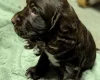 Sprocker Spaniel