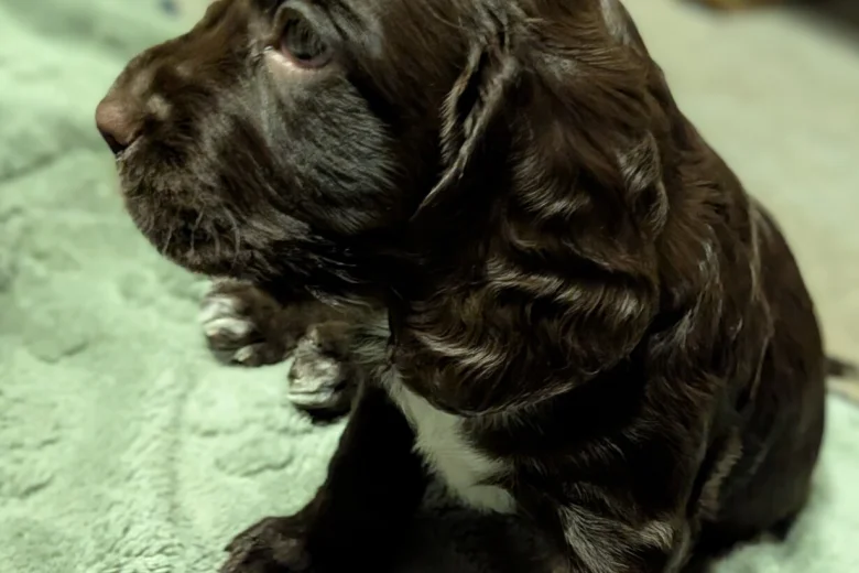 Sprocker Spaniel