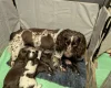 Sprocker Spaniel