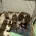 Sprocker Spaniel