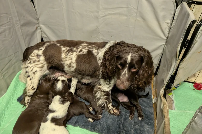 Sprocker Spaniel