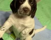 Sprocker Spaniel