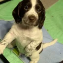 Sprocker Spaniel