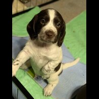 Sprocker Spaniel