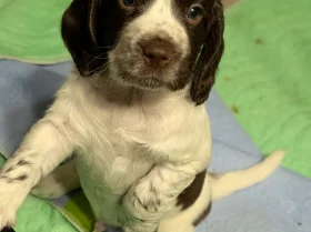 Sprocker Spaniel