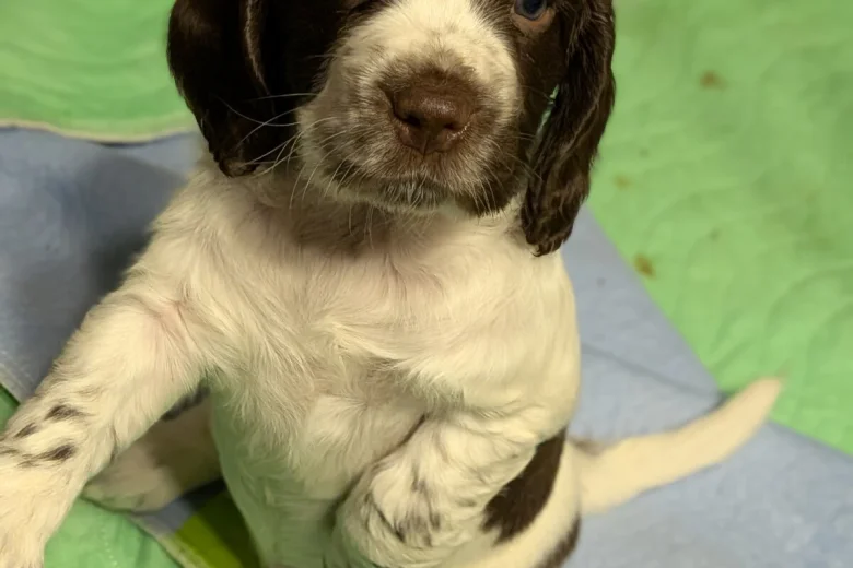 Sprocker Spaniel