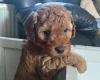 Cockapoo