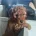 Cockapoo
