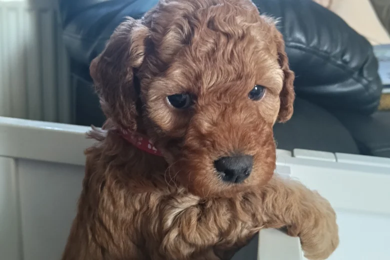 Cockapoo