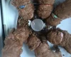 Cockapoo