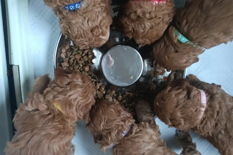 Cockapoo