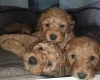 Cockapoo
