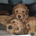 Cockapoo