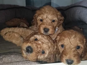 Cockapoo
