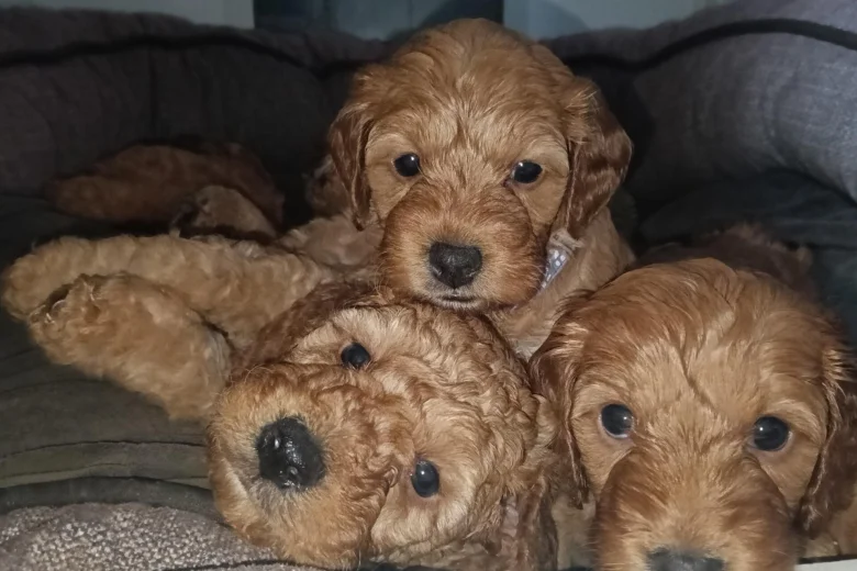 Cockapoo