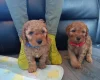Cockapoo