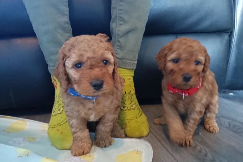 Cockapoo