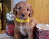 Cockapoo
