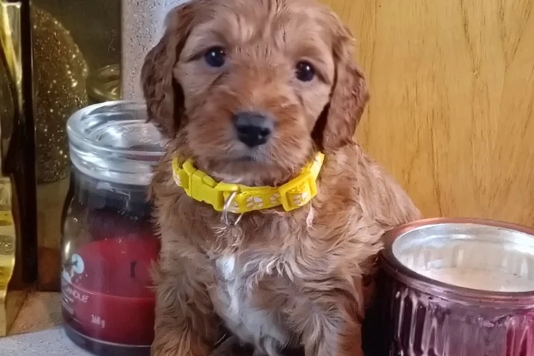 Cockapoo