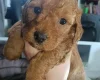 Cockapoo