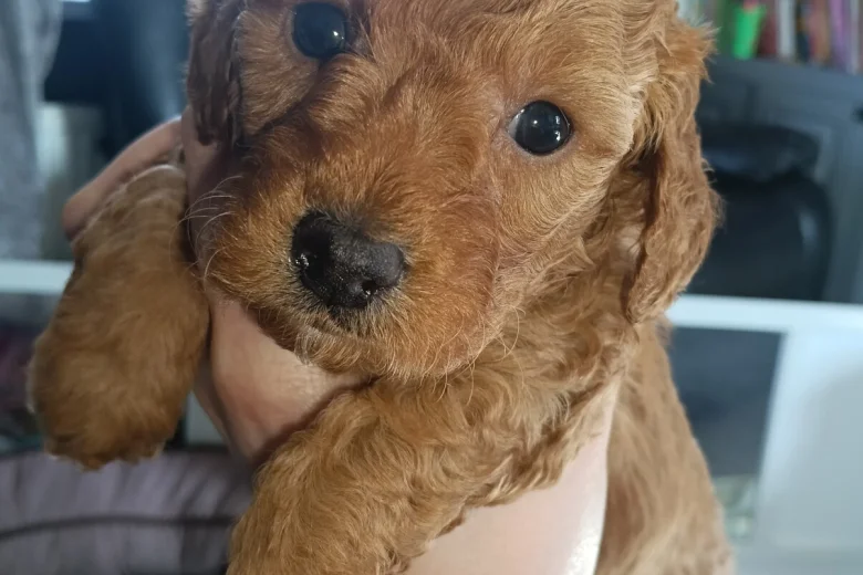 Cockapoo