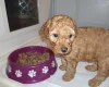 Cockapoo