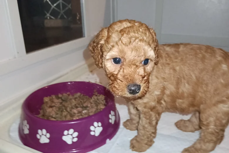Cockapoo