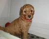 Cockapoo