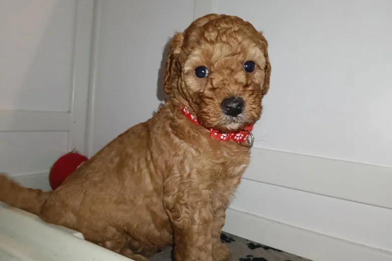 Cockapoo