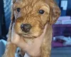 Cockapoo