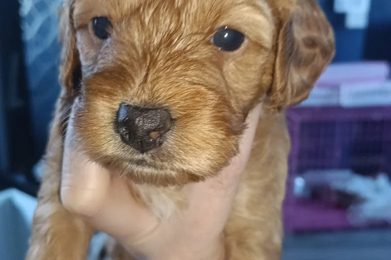 Cockapoo