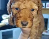 Cockapoo