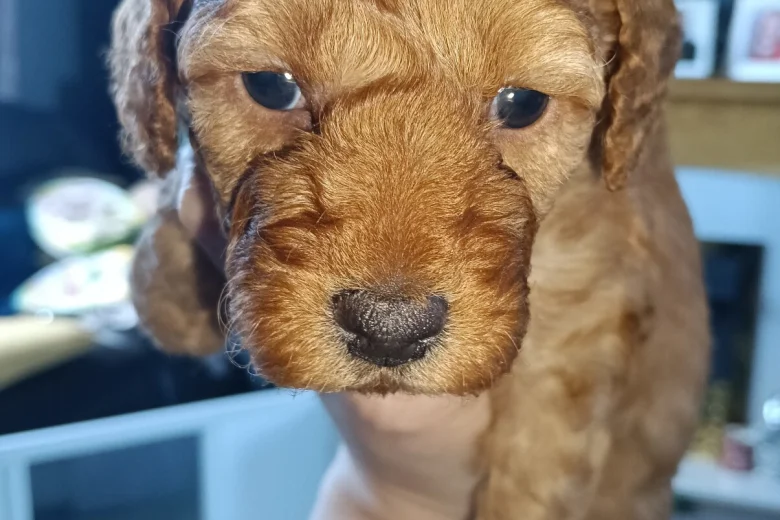 Cockapoo