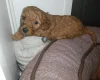Cockapoo