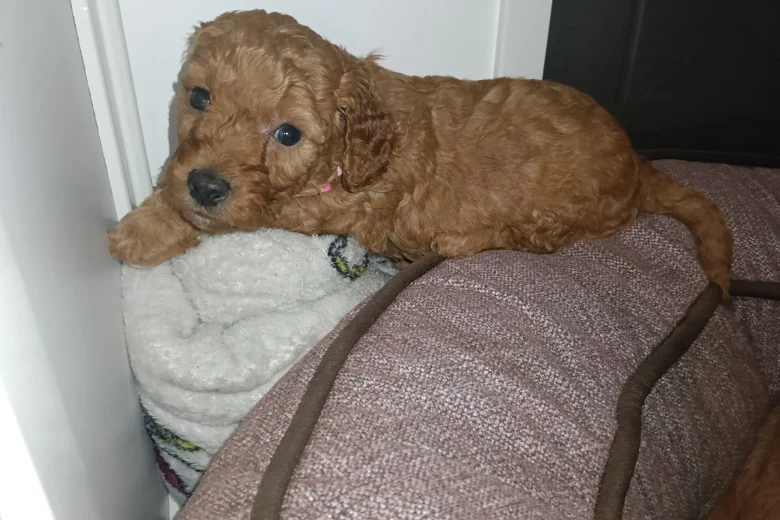 Cockapoo