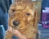 Cockapoo