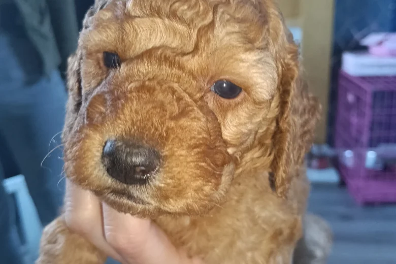 Cockapoo