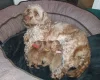 Cockapoo