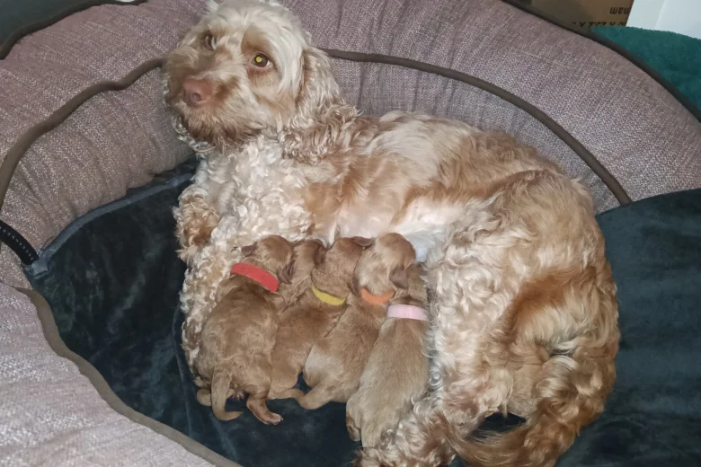 Cockapoo