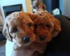 Cockapoo