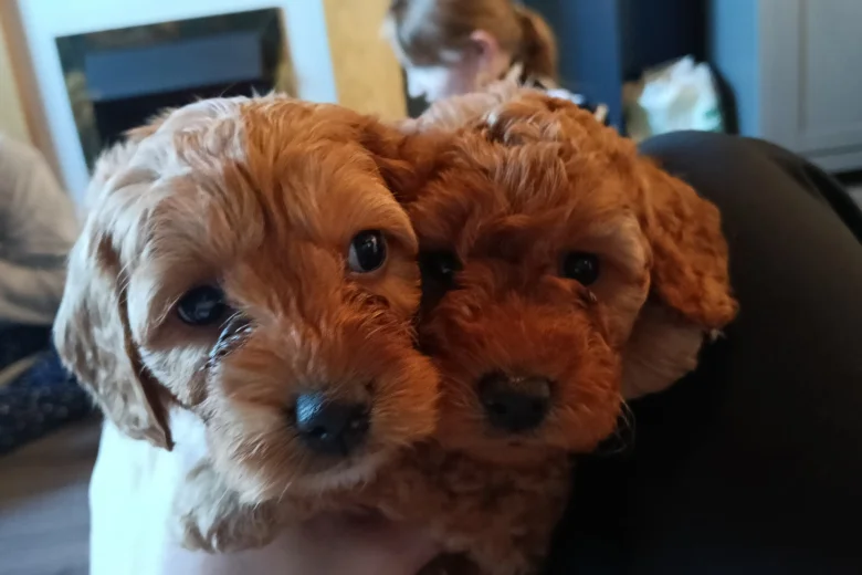 Cockapoo