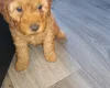 Cockapoo