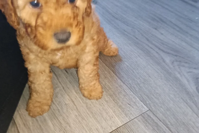 Cockapoo