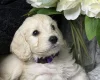Cockapoo