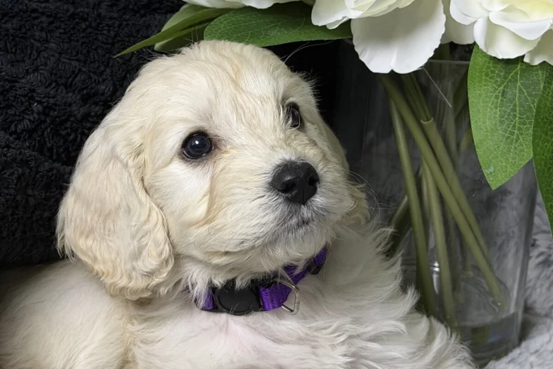 Cockapoo