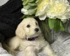Cockapoo