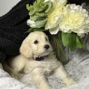 Cockapoo